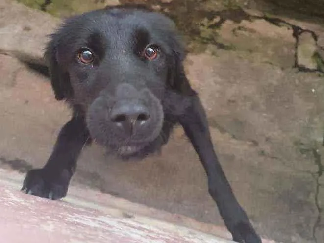 Cachorro ra a Indefinida(Border c/ Labrador) idade 7 a 11 meses nome Pretinho e Meg