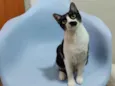 Nina