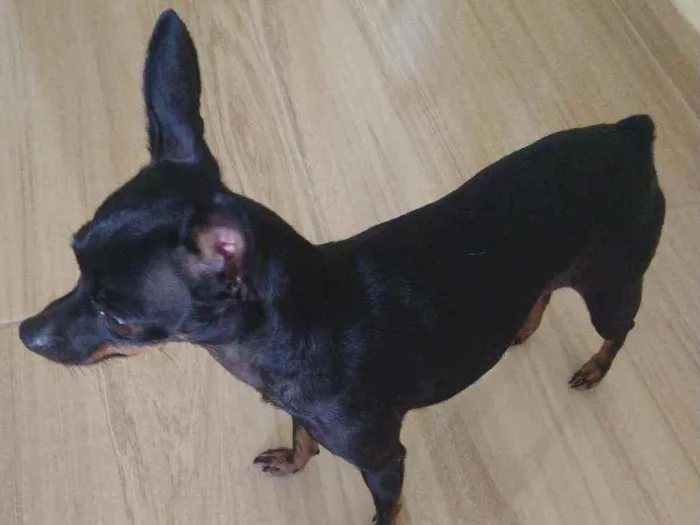 Cachorro ra a Pinscher idade 2 anos nome Melina