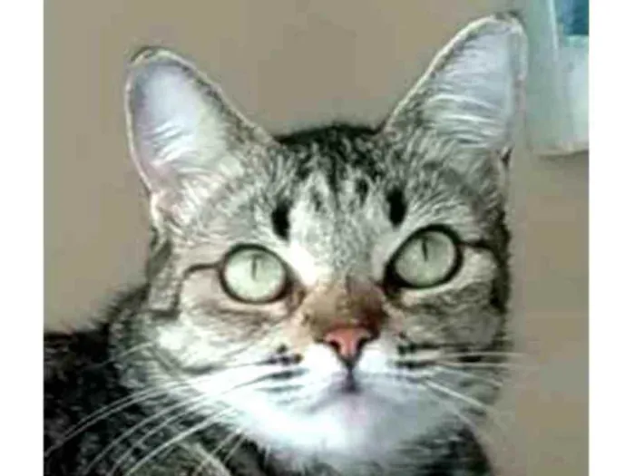 Gato ra a Srd idade 2 anos nome LULY
