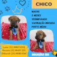 Chico