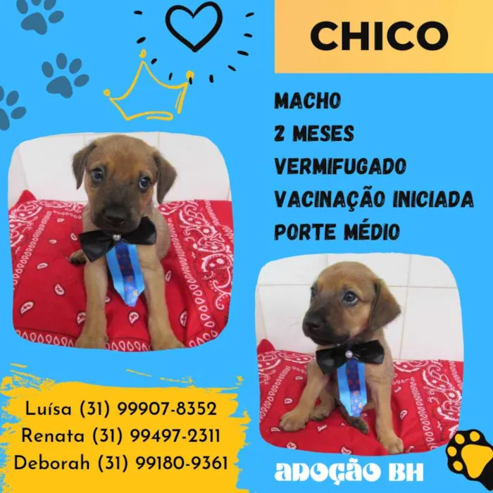 Cachorro raça Srd  idade Abaixo de 2 meses nome Chico