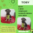 Toby
