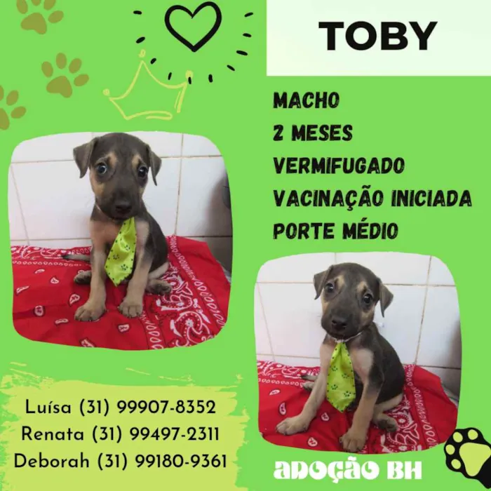 Cachorro raça Srd idade Abaixo de 2 meses nome Toby