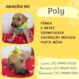 Poly