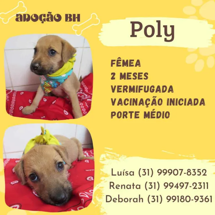 Cachorro ra a Srd idade Abaixo de 2 meses nome Poly