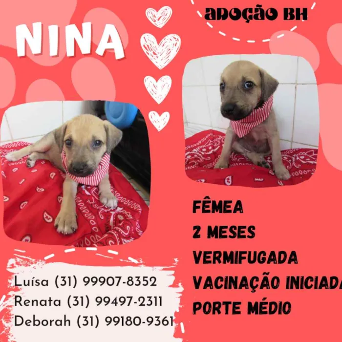 Cachorro raça Srd idade 2 a 6 meses nome Nina