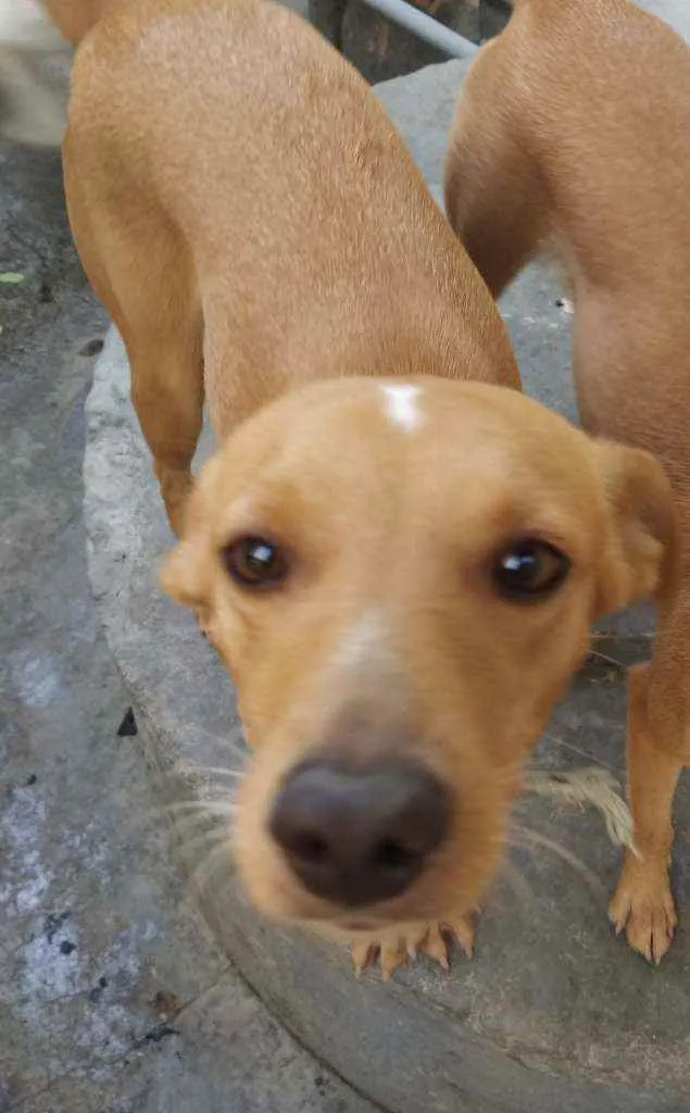 Cachorro ra a Vira lata  idade 5 anos nome Artemis 