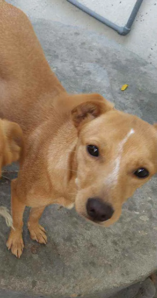 Cachorro ra a Vira lata  idade 3 anos nome Hela 