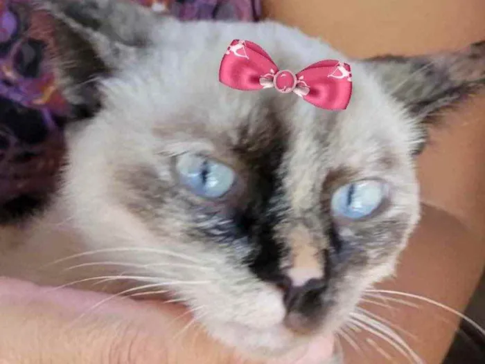 Gato ra a Mestiça  idade 2 a 6 meses nome Nicole 