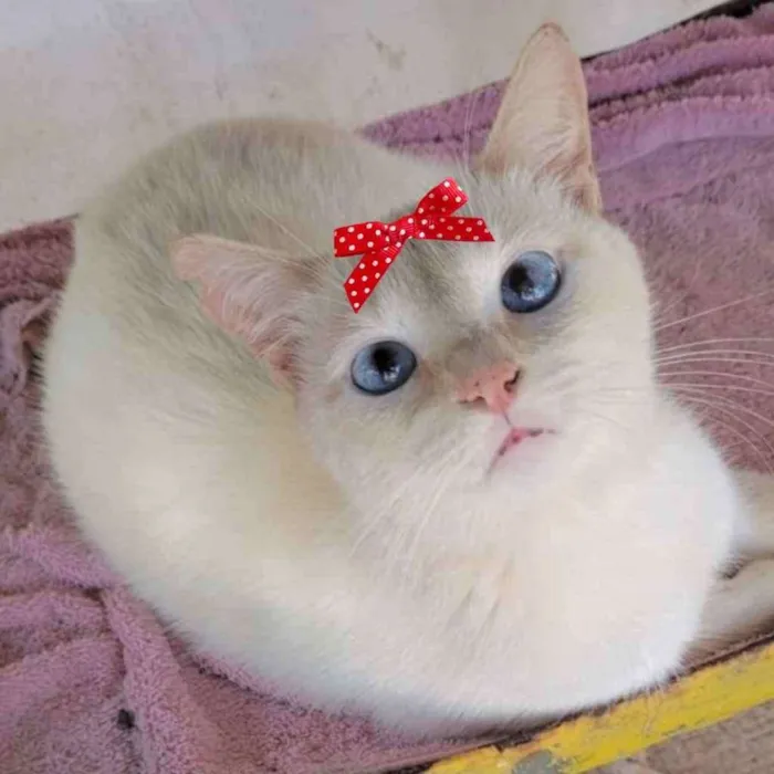 Gato ra a Mestiça  idade 2 a 6 meses nome Sofia 