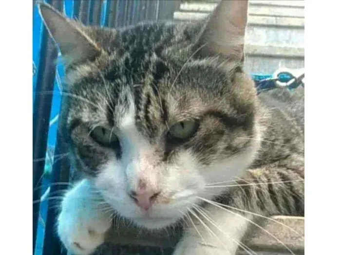 Gato ra a Srd idade 4 anos nome RAÍ