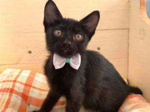 Gato raça Srd idade 2 a 6 meses nome Max