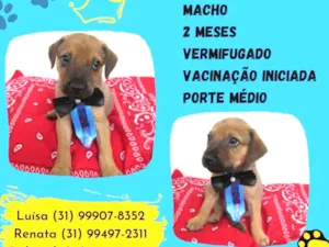 Cachorro raça Srd  idade Abaixo de 2 meses nome Chico