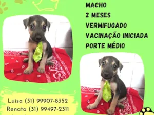 Cachorro raça Srd idade Abaixo de 2 meses nome Toby