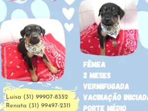 Cachorro raça Srd idade Abaixo de 2 meses nome Luna