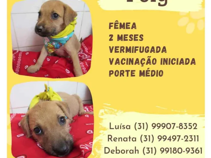 Cachorro ra a Srd idade Abaixo de 2 meses nome Poly