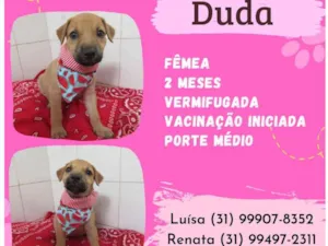 Cachorro raça Srd  idade Abaixo de 2 meses nome Duda