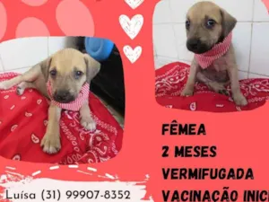 Cachorro raça Srd idade 2 a 6 meses nome Nina