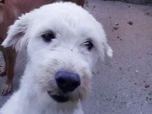 Cachorro raça Poodle  idade 5 anos nome Hades 