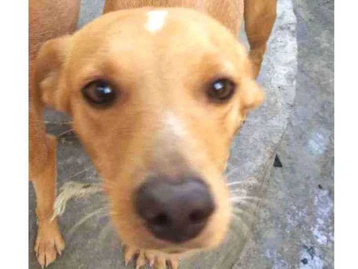 Cachorro ra a Vira lata  idade 5 anos nome Artemis 