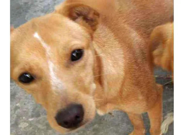 Cachorro ra a Vira lata  idade 3 anos nome Hela 