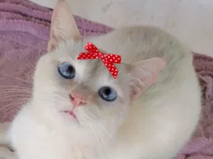 Gato raça Mestiça  idade 2 a 6 meses nome Sofia 