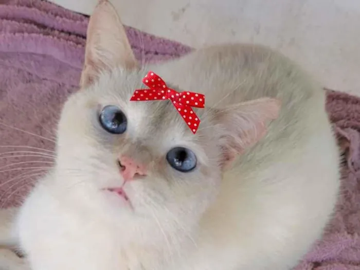 Gato ra a Mestiça  idade 2 a 6 meses nome Sofia 
