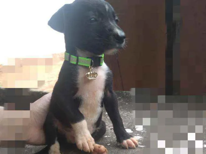 Cachorro ra a SRD idade Abaixo de 2 meses nome Bily