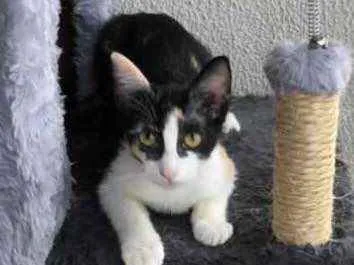 Gato raça SRD idade 2 a 6 meses nome Susi