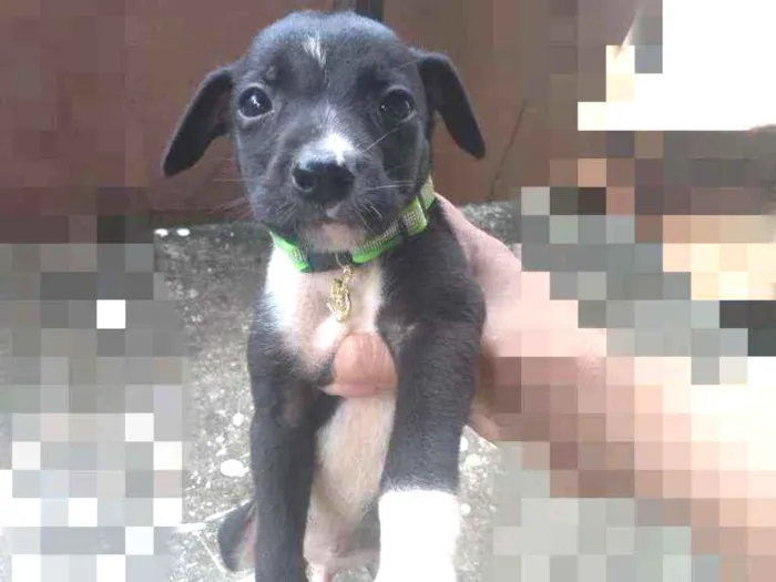 Cachorro ra a SRD idade Abaixo de 2 meses nome Bily