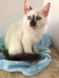 Gato raça Srd idade 2 a 6 meses nome Rael