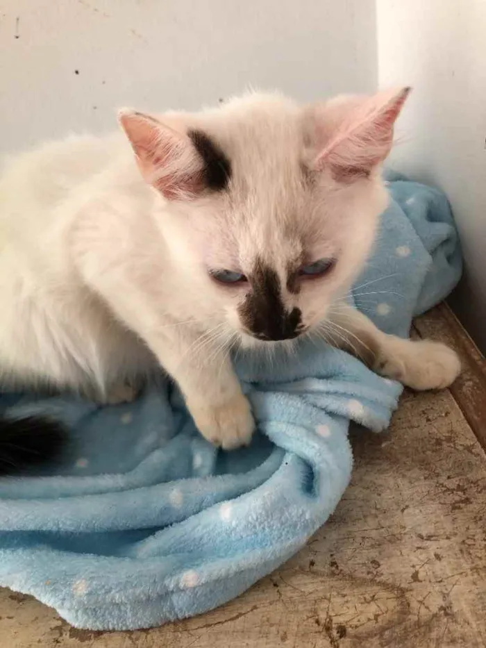 Gato raça Srd idade 2 a 6 meses nome Rael