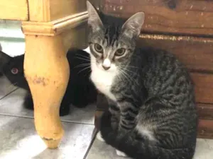 Gato raça Srd idade 2 a 6 meses nome Francisco 