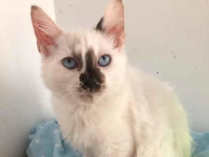 Gato raça Srd idade 2 a 6 meses nome Rael