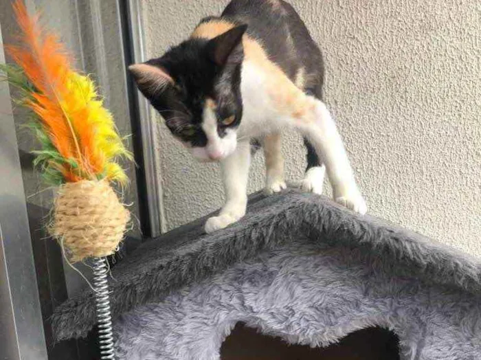 Gato raça SRD idade 2 a 6 meses nome Susi