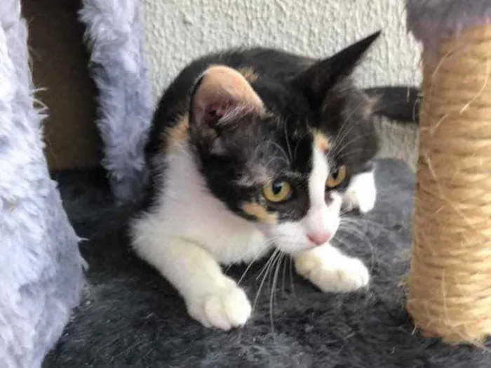 Gato raça SRD idade 2 a 6 meses nome Susi