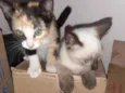 Bombom e filhotes