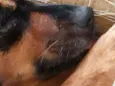 Pretinha