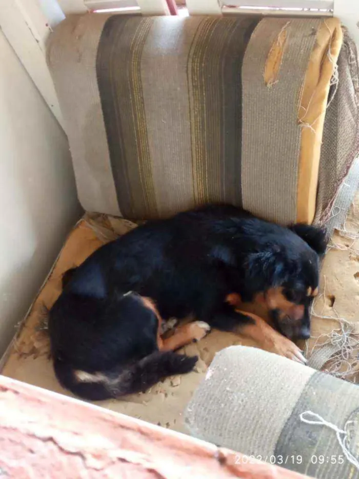 Cachorro ra a SRD  idade 6 ou mais anos nome Pretinha