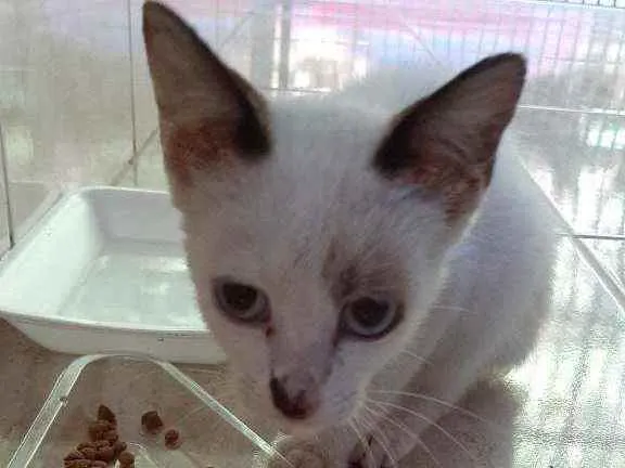 Gato raça Mistura de siamês idade 2 a 6 meses nome Nina