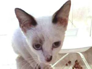 Gato raça Mistura de siamês idade 2 a 6 meses nome Nina