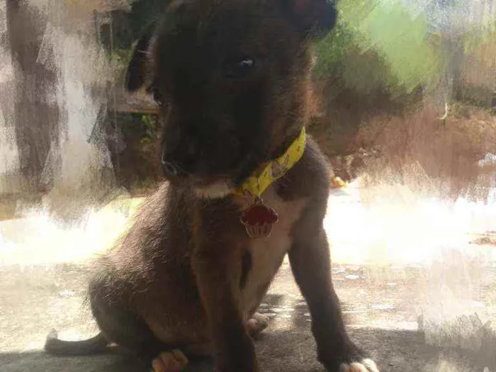 Cachorro ra a SRD idade Abaixo de 2 meses nome Jerry