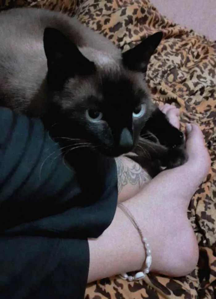 Gato raça Siamês idade 3 anos nome Paçoquinha