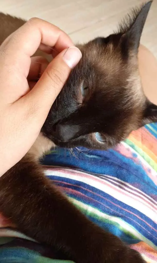Gato raça Siamês idade 3 anos nome Paçoquinha