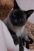 Paçoquinha