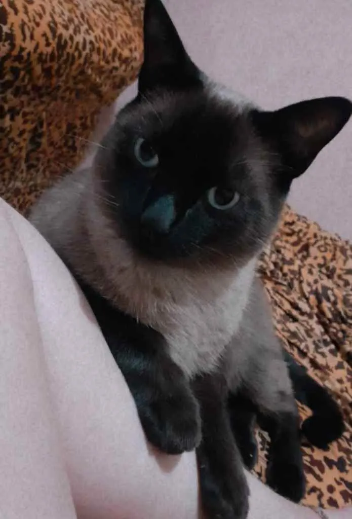 Gato raça Siamês idade 3 anos nome Paçoquinha