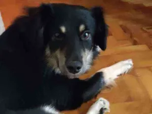 Cachorro raça Viralata idade 2 anos nome Preto