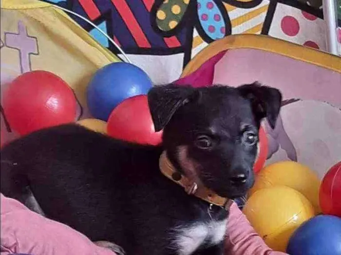 Cachorro ra a Mistura de pinscher e vira-lat idade 2 a 6 meses nome BUBA