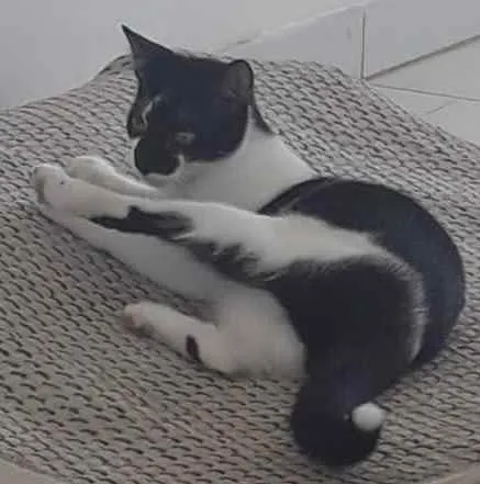 Gato ra a Mista idade 7 a 11 meses nome Mari